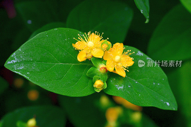 androsaemum / Tutsan / Sweet-amber:花和果